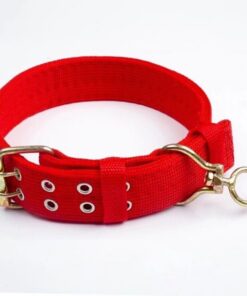 Pet Collars